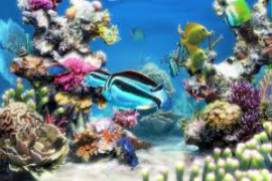 Clownfish Aquarium Live Wallpaper 3